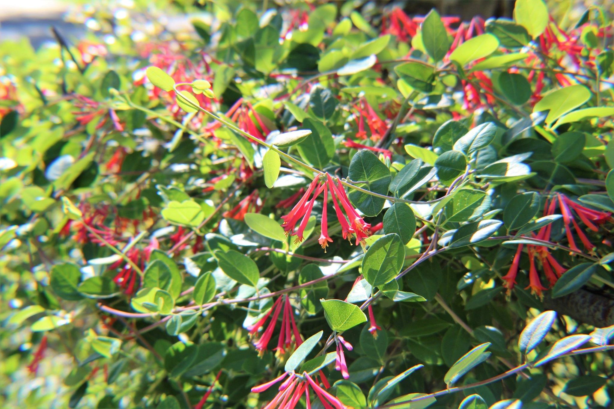 Pollinator Plant List | Native Plant Coalition